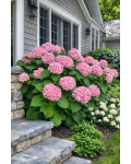 Hydrangea arborescens CB® Stand Up Pink